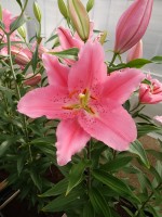 [4295 Benson VH No02.JPG]